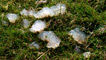 Jelly substance on grass