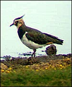Lapwing (Chris Ellis)