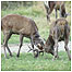 Ashridge (Image: Deer rut)