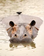Hippo at Whipsnade Pic: ZSL