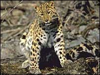 Leopardo Amur