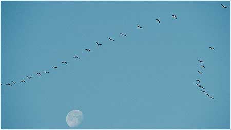 Pink footed Geese c/oRSPB Image and Chris Gomersall