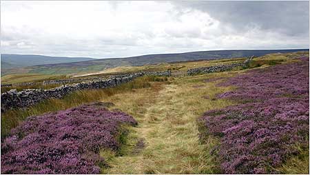 Grouse habitat at Reeth
