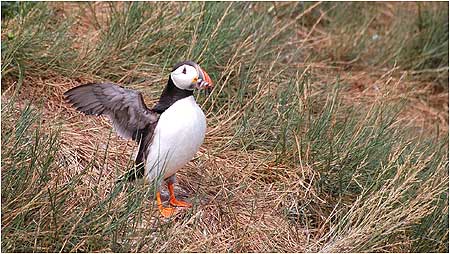 Puffin on Farnes c/o Sue Wilkinson