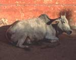 A white cow relaxing in the shade of a red wall