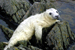 super seal pups