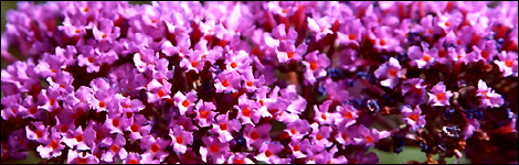 Buddleia