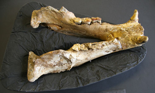 Jaw bone