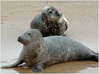 Seals at Blakeney c/o Bean's Boat Trips