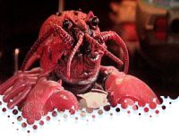 Video: The Singing Lobster