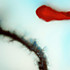 Review of Stubborn Heart Review of Stubborn Heart