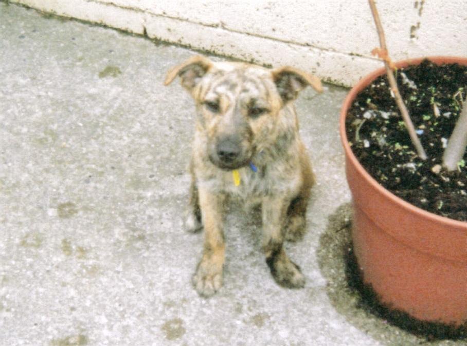 Bonnie doggie
