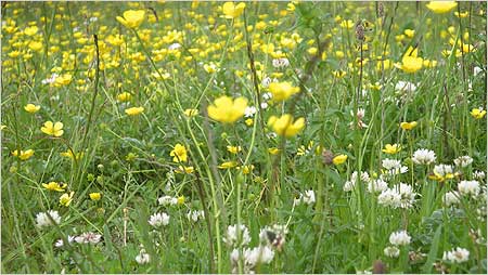 Meadow c/o Paul Greenan