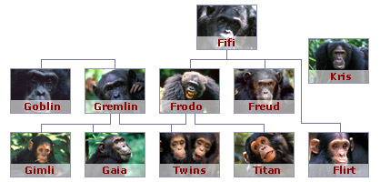 Family tree