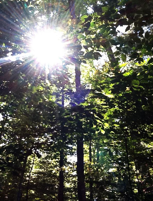 autumn sunshine through forest trees