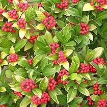 Skimmia japonica subsp reevesiana