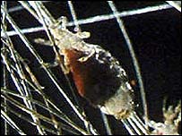 Piolho