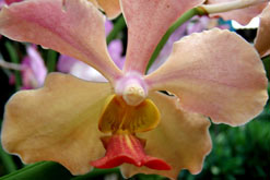 Orchid photographed by Jun Acullador on Flickr