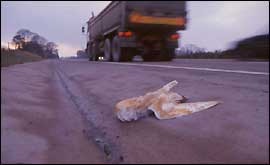 Barn owl dead on road