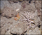 Damaged sea fan