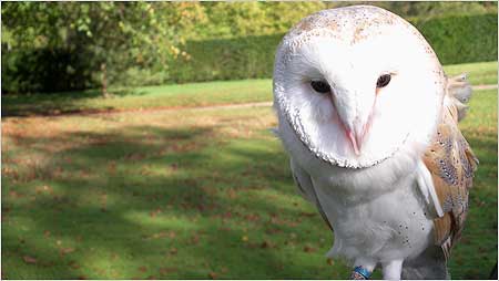Barn Owl c/o Paul Greenan