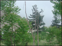 غرس نهال