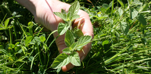 Mint at the Green Man Festival