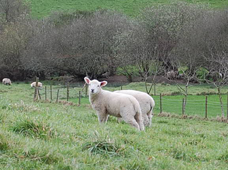 My Cousin Rachel Walk