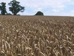 A' chiad dias air Latha Fhèill Eòin