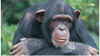 Шимпанзе