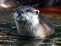 Otter
