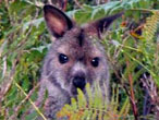 Wallaby, image courtesy of Alastair Taylor