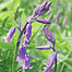 Bluebell c/o Peter Wakely and English Nature