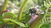 The Venus flytrap attracts its prey