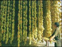 کشمش سبز