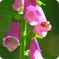 Digitalis Purpurea