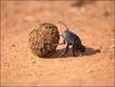 Foto: Arco Images/Alamy/Extreme Insects/HarperCollins