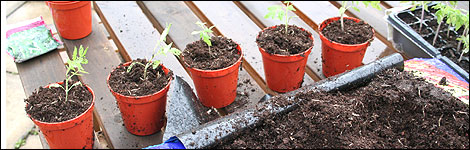 Tomato plants