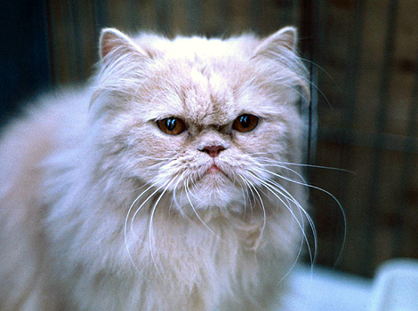 A cat