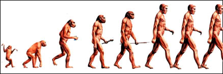 Human evolution