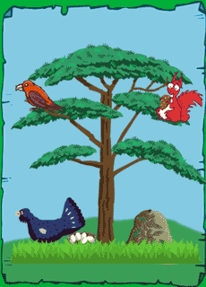 Scots Pine Tree