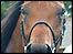 Race horse