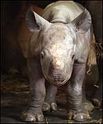 Zuri is growing fast