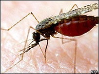 Mosquito