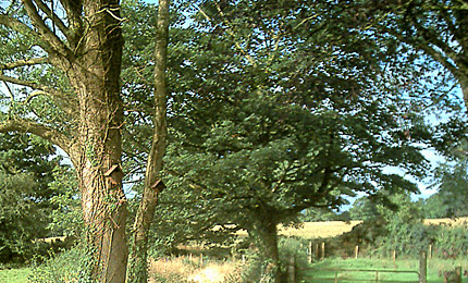 Nesting Box Gallery