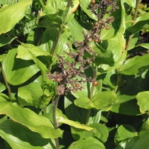 Smilacina racemosa