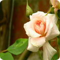 A climbing rose