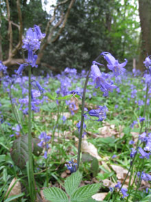 A single bluebell