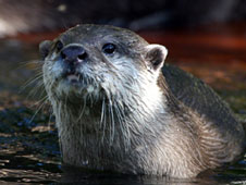 Otter
