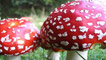 Toadstools